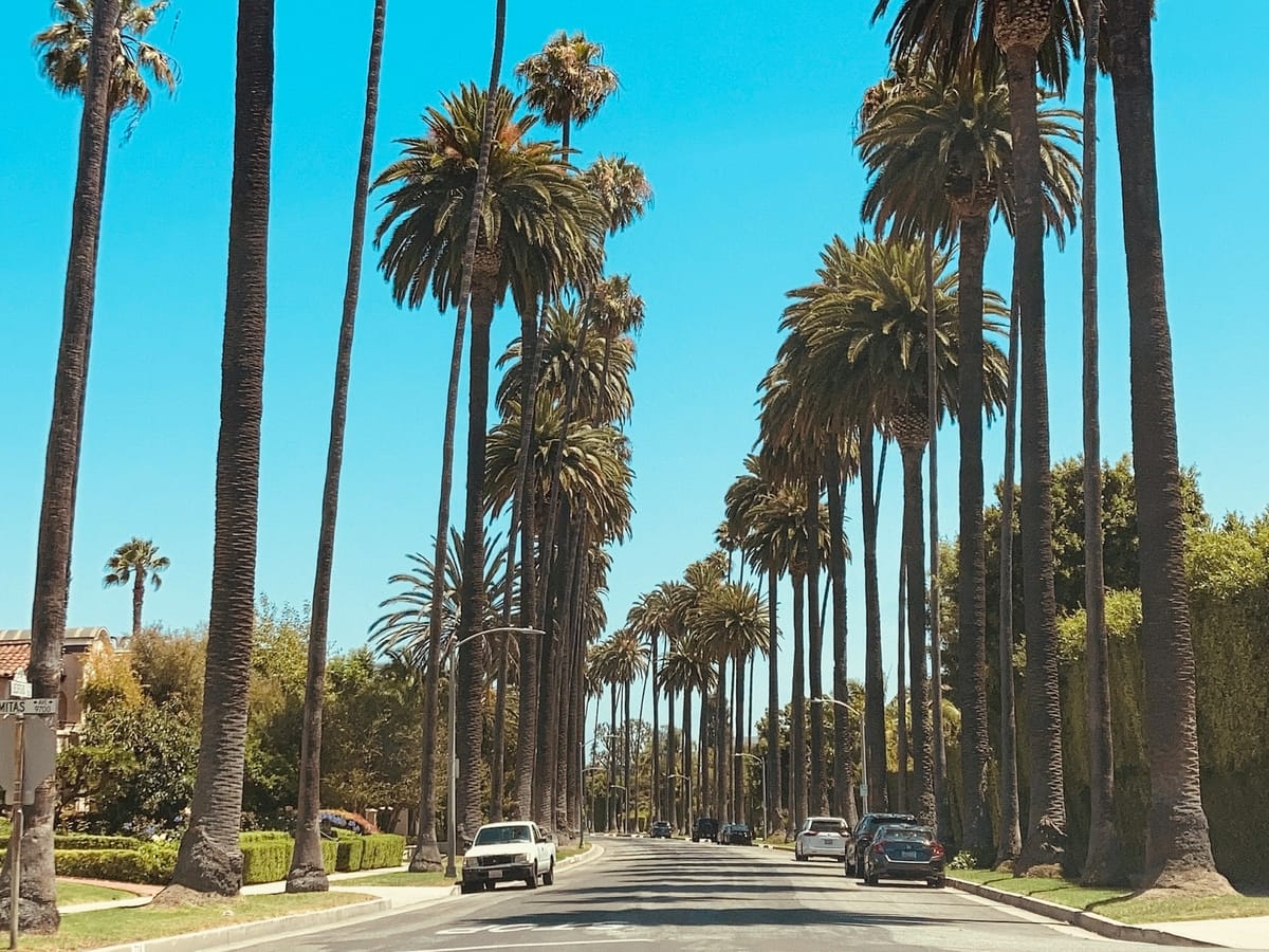 A Beverly Hills street lined with tall palm trees